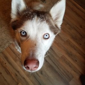 Meet your Posher, Renee